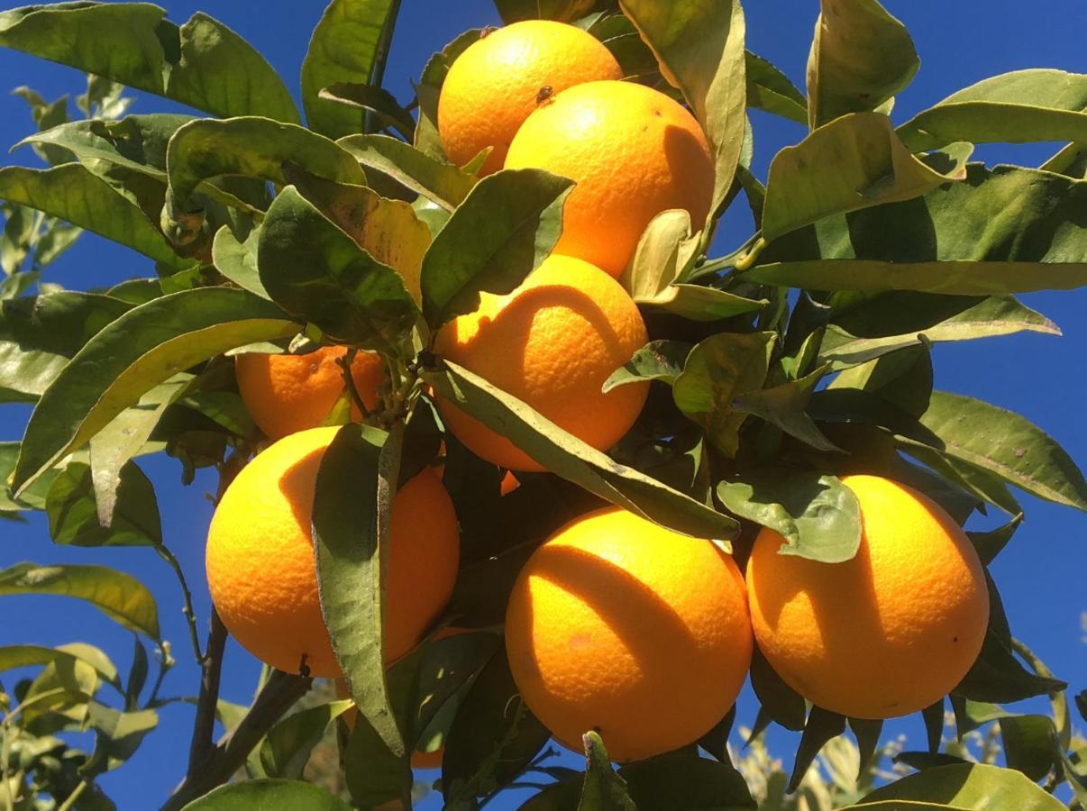 فيلا كاسارابونيلافي Casa Limonero المظهر الخارجي الصورة